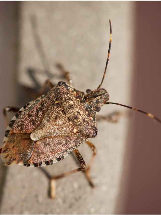 9 Bugs Scientists Want You to Squash Immediately